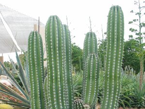 Maxico - Cactus Farm and Beach